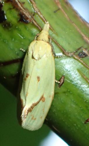 Réf. 186 249 : Agapeta hamana